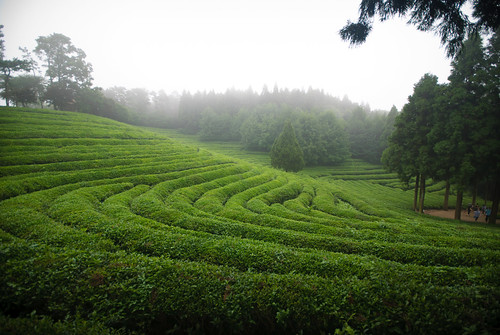 Boseong Green Tea plantation