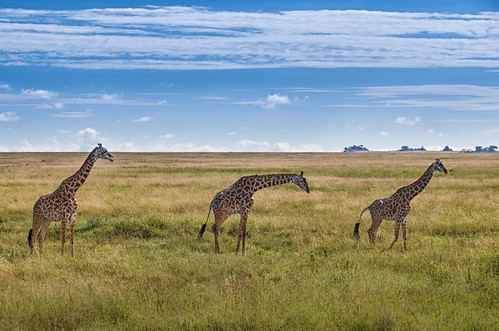 africa road trees wild tree green grass animal animals clouds tanzania nationalpark free east giraffes giraffe plains serengeti setting range ecosystem protected bigfive