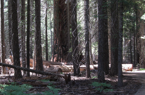 california nationalforest sequoianationalforest