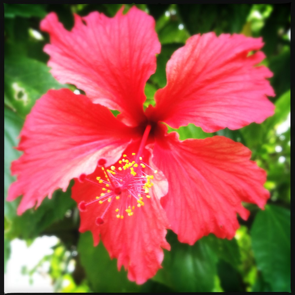 Flor de maga - Puerto Rico's national flower - a photo on Flickriver