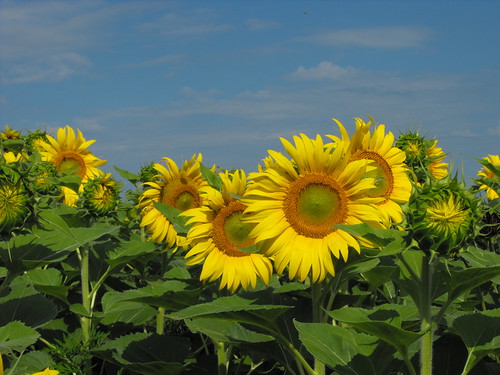 canada flower fleur quebec québec sunflowers qc upton