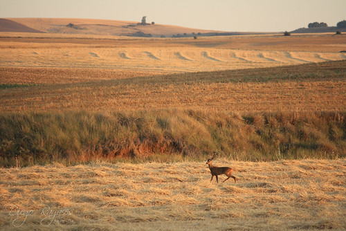 españa animal landscape libertad spain paisaje campo macho espagne castilla palencia capreolus corzo cervido