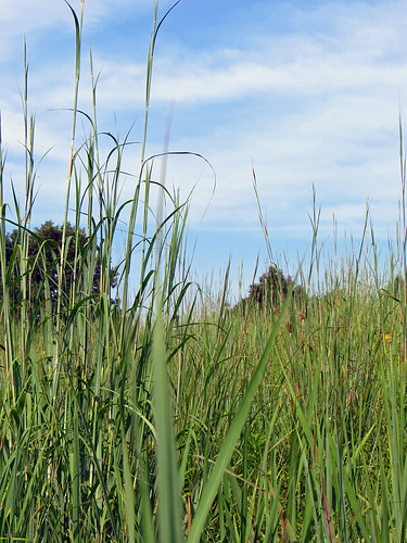 canonpowershotsx40hs ohio logan hockinghillsvisitorcenter tallgrassprairie plant grass
