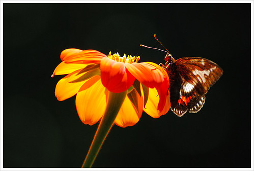floripa flower butterfly nikon florianópolis santacatarina nikkor explored d80 70300mmvr