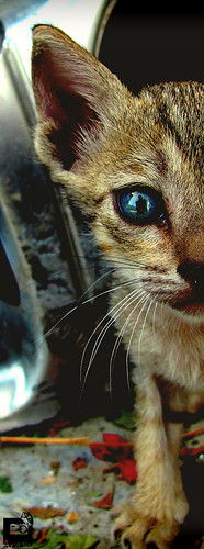 selfportrait animal cat cateye