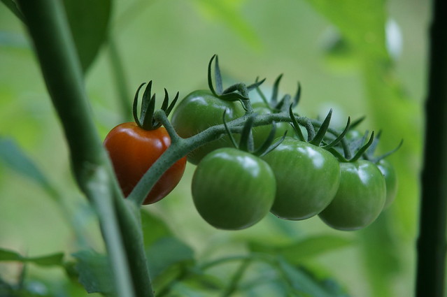 サントリー本気野菜トマトのフルーティミニ