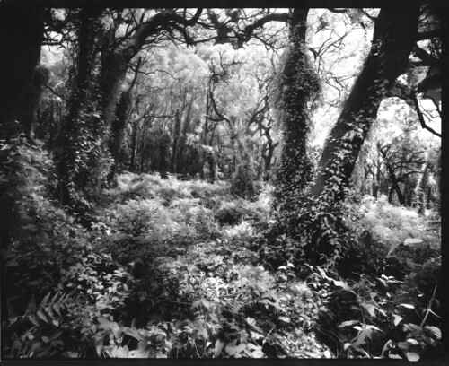 film forest vines australia 8x10 photograph infrared noosa largeformat efke tachihara gelatinsilver 121mm ir820 schneidersuperangulon