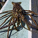 Florida spiny lobster