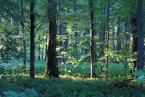 light forest first national mornings allegheny andyarthur
