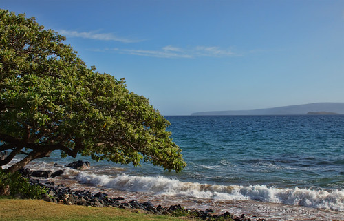 ocean seascape tree hawaii maui peggy molokini wailea ©allrightsreserved ©peggyhughes may2012