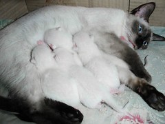 Siamese Cat with Kittens