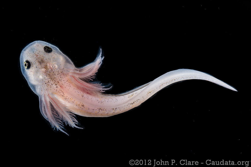 Axolotl - Ambystoma mexicanum | Leucistic larva. May 26th 20… | Flickr