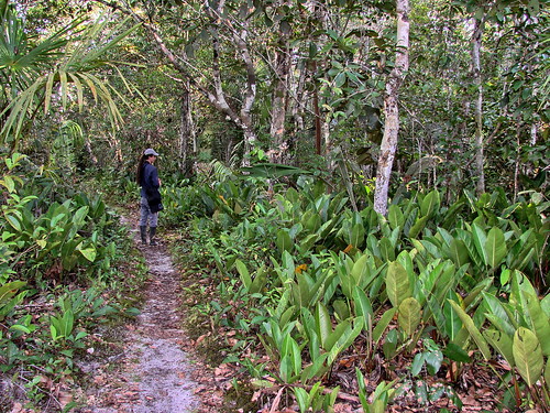 southamerica forest scenery colombia view lowlands pablo culture trail blackwater habitat whitesand mitu amazonbasin neotropics vaupes