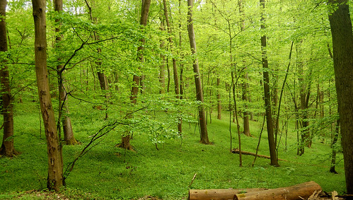 green nature spring forrest hiking natur may mai grün wald brandenburg wandern ramble frühling buckow streifzüge märkischeschweiz tornowsee streifzug laketornow