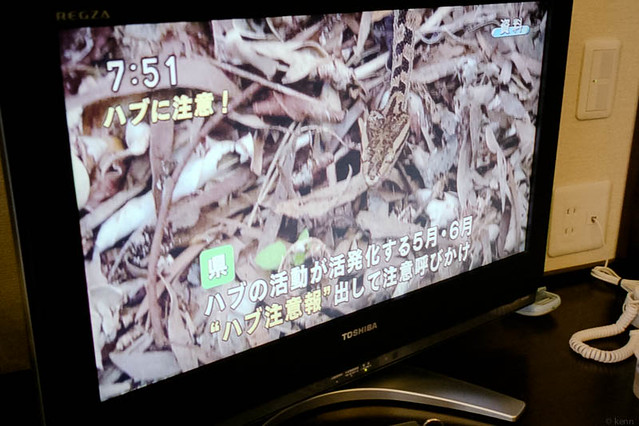 朝のニュースで”ハブ注意報” / "Habu (a name of viper) warning" on morning TV news
