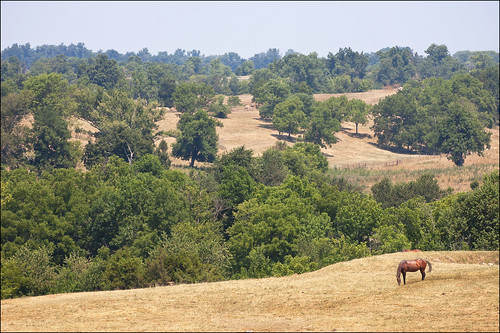 horse field day cloudy kentucky farmland battlefield rollinghills boylecounty perryville battleofperryville