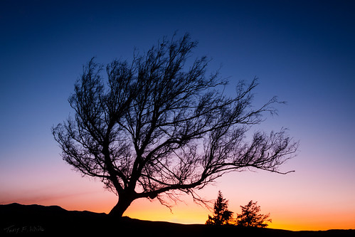 newzealand tree nature sunrise landscape 28300mm winterlight lightroom canoneos50d