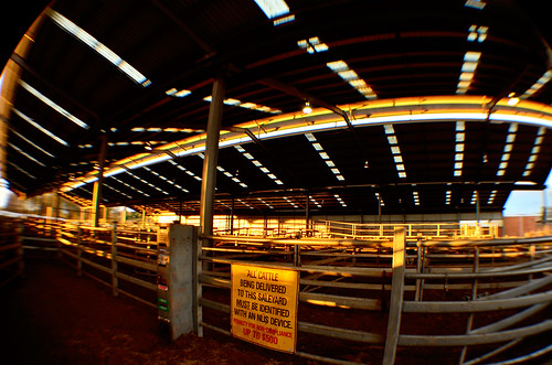 morning light sunlight sign sunrise dawn nikon cattle australia victoria fisheye vic gippsland warragul saleyards d5100 nikond5100 phunnyfotos bawbawlivestockexchange