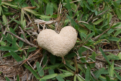 Fungus Love