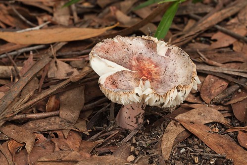 Unidentified fungus in Lane Cove National Park