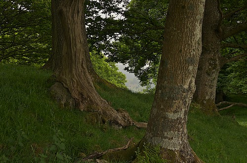 forest view glimpse llandderfel forestview pixellie pentaxk5 smcpentaxda16to50mmf28edalsdm llandderfelwalks llandderfelfootpath