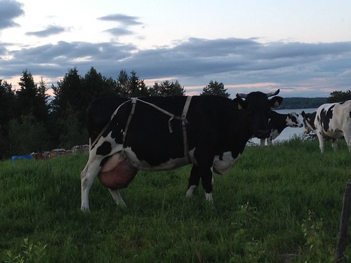 summer june suomi finland cow 2012 kesä lehmä kesäkuu keitele