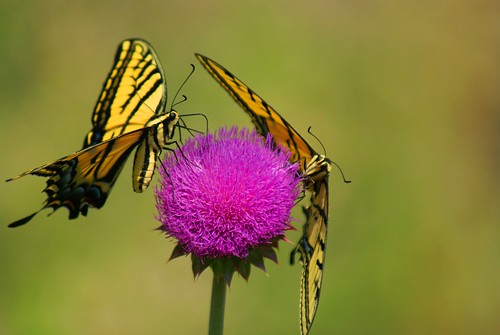 butterflies swallowtail tigerswallowtails