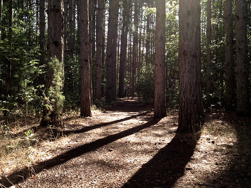 shadow brown green sunshine pine alone calm trail iphone4s