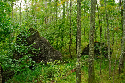 statepark trees usa nature landscape geotagged nikon tennessee roots trail swamp stump d80 2470mmf28g bighillpond bruceoakley bighiilpondstatepark