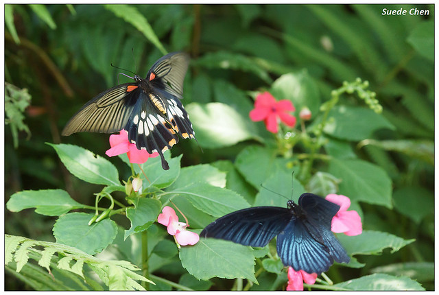 大鳳蝶 Papilio memnon heronus Fruhstorfer, 1902