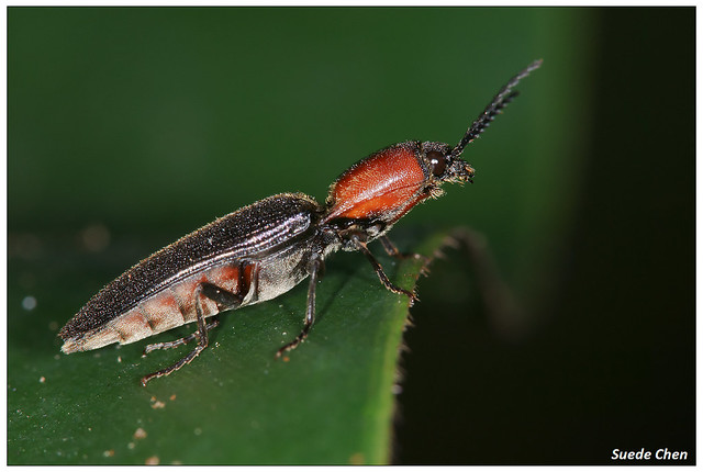 黑緣紅胸叩頭蟲 Ludioschema obscuripes (Gyllenhal, 1817)