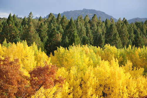 autumn trees sky orange mountains tree green fall nature leaves yellow clouds forest rockies golden leaf colorado colorful view aspen coloradorockies