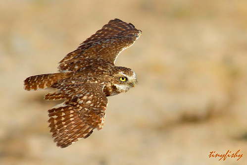 las vegas usa bird flying inflight nevada flight owl navada burrowing