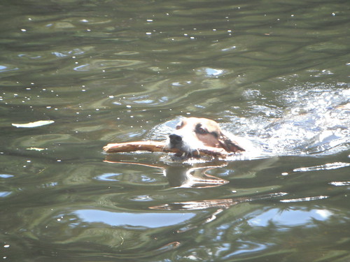 eelscreek canoeing dog