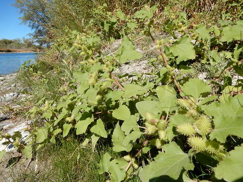 xanthiumstrumarium roughcocklebur native annual herb asteraceae jeffersonriver cardwell montana riparian disturbedsite