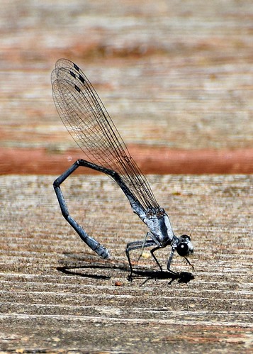 insect damselfly