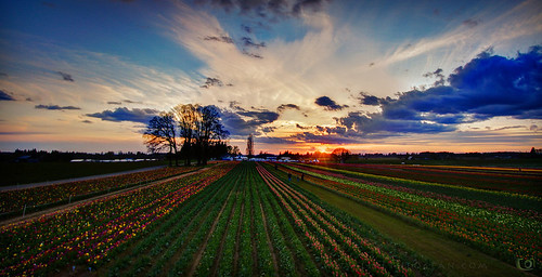 travel sunset usa oregon canon landscape photography photo dusk farm photoblog tulip 7d bloom fest woodenshoe hdr apr 2012 twlight woodburn sathya 3xp postaweek2012