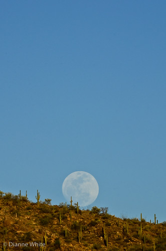 arizona moon mountains landscape tucson fullmoon moonrise moonlight saguaro saguaronationalpark d7000