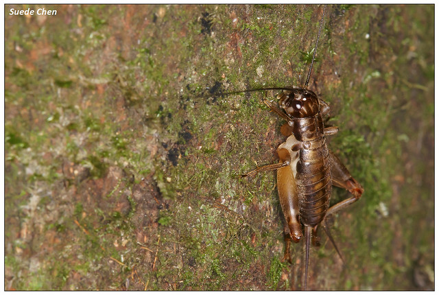 樹皮蟋蟀 Duolandrevus coulonianus (Saussure, 1877)