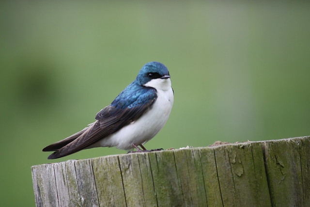 A Tree Swallow enjoying Virginia State Parks