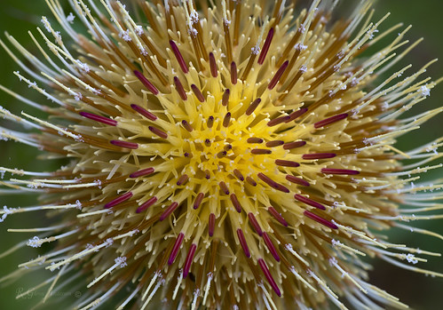 wild flower thistle pollen spikes intricate sheath a850