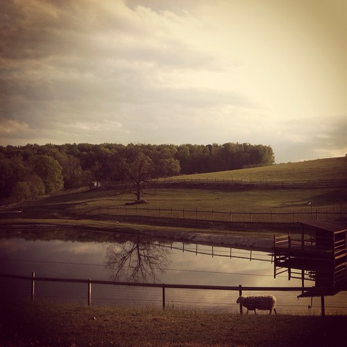 reflection evening pond sheep farm orchardhillstrainingcenter