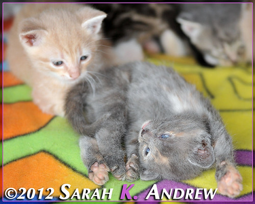 Please call Camelot Auction at 609 448 5225 for more information about the kittens at the barn who are looking for homes.
