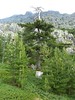 Vire de l'Andadonna : fin de la partie 4 de la vire marquée par ce beau pin lariciu