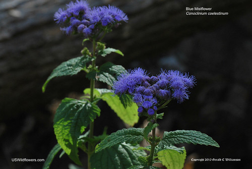 Blue Mistflower - Conoclinium coelestinum