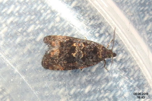 016 moths endotheniaustulana buglemarble obaľovačzbehovcový