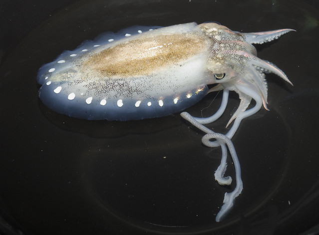 Glittering cuttlefish (Sepiella inermis)