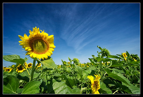 fields lancastertx lyncaudle nature sunflowers