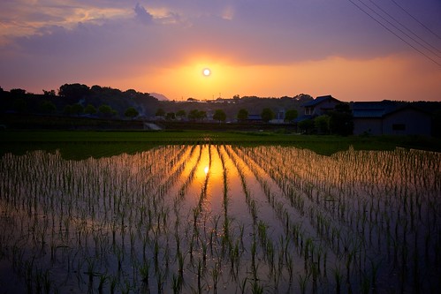 sunset field japan rice sony 日本 kagawa 田んぼ 夕焼け 香川 apsc sel1855 nex7 gettyimagesjapan12q2 gettyimagesjapan12q3 ©jakejung