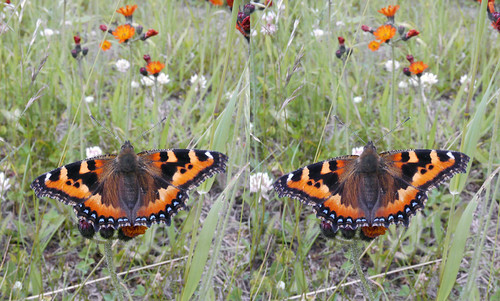 Nymphalis xanthomelas, stereo parallel view